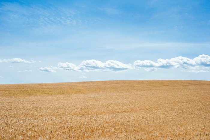 open field and sky